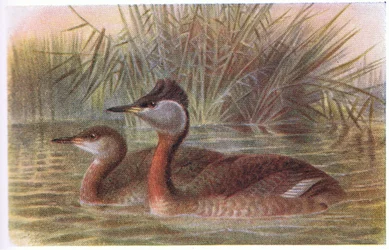 Rothalstaucher